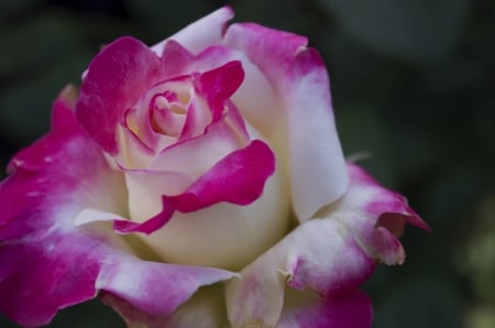 ROSE - leaves, nature, colors, petals