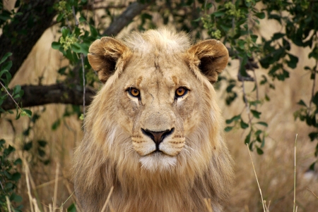 LEO THE LION - STARE, BIG, CAT, MANE