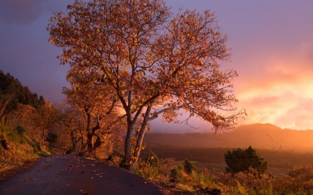 Sunset - warm, hues, trees, sunset, nature, fog, soft, road