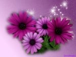 PURPLE DAISIES