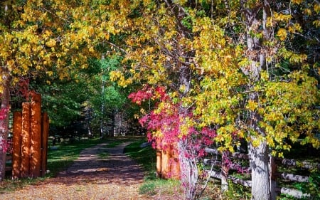 colorful road - fun, colorful, nature, road, forest, cool