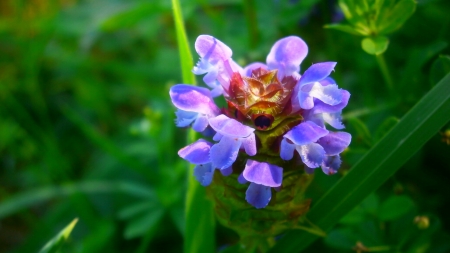 Wondereful purple flower - pretty, beautiful, photo, flower, wonder, natural, nature, awesome, nice