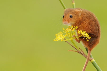 Mouse - rodent, animal, yellow, pars, summer, cute, mouse, flower