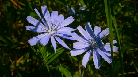 2 Pretty blue flower - beauty, nice, wonderful, nature, pretty, blue, beautiful, flowers, photo