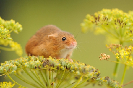 Mouse - yellow, pars, summer, mouse, flower, animal, green, cute, amy lewis