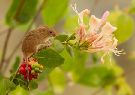 Mouse - berry, harvest mouse, summer, manita maicii domnului, pars, rodent, red, animal, green, cute, flower