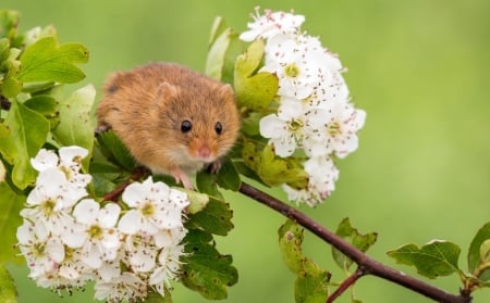 Mouse - spring, white, harvest, pars, rodent, blossom, green, animal, mouse, cute, flower