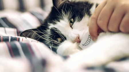 lets put a smile on that face ;) - animal, purr, smile, cat