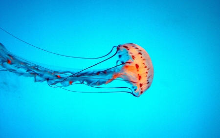 Jellyfish - summer, orange, jellyfish, sea, blue, underwater