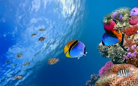 Fish - summer, fish, coral, sea, blue, underwater