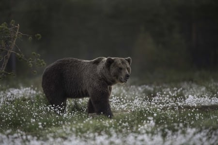 Bear - brown, animal, bear, paw