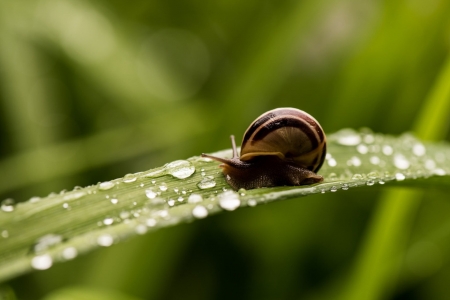 Snail - animal, leaf, shell, snail