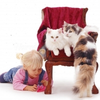 little girl and cats