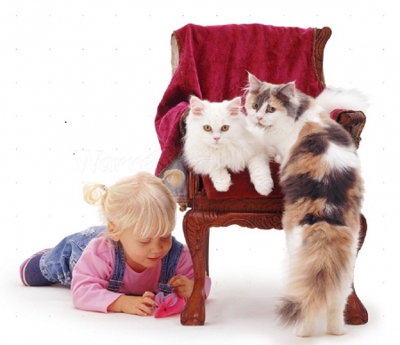 little girl and cats - girl, cats, little, animals