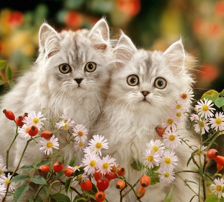 Cute Persian Kittens - animals, kittens, cats, cute, persian