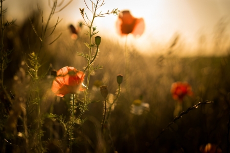 Poppy - nature, tree, flower, poppy