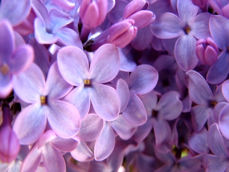 Close to the scent - purple, flowers, scent, close