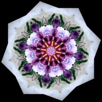 Pansy Mandala