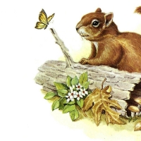 Squirrel and Butterfly F