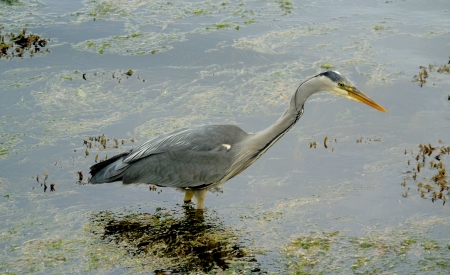 heron on the lookout - wildlife, donegal, water, bird, nature, crana river, animal, lreland, heron