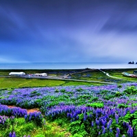 Lupin Field Near Seaside