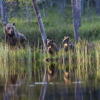 Bear Family in the Wild