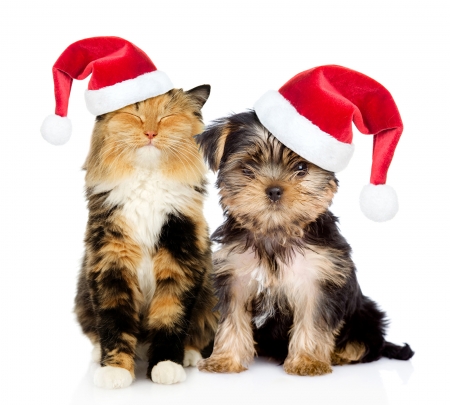 Merry Christmas! - craciun, hat, couple, puppy, pisica, christmas, santa, caine, dog, animal, yorkshire terrier