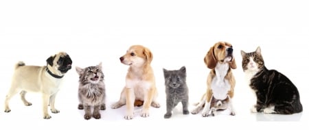 Puppies and kitties - puppy, cat, pet, pisica, kitten, caine, dog, animal, cute