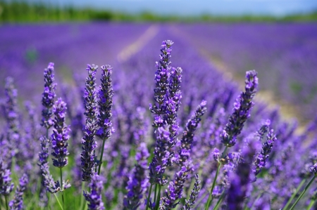 Lavender - lavender, purple, summer, field, flower