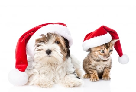 Merry Christmas! - hat, dog, cat, christmas, santa, pisica, animal, craciun, kitten, red, puppy