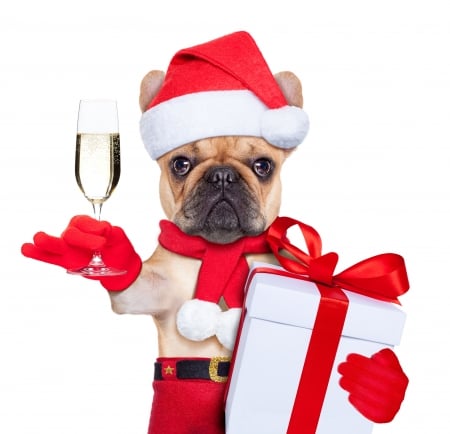 :-) - hat, dog, christmas, santa, animal, craciun, new year, funny, red, puppy, gift, card, glass