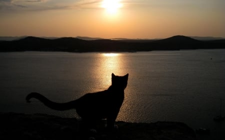 :-) - animal, pisica, sunset, water, summer, sea, cat