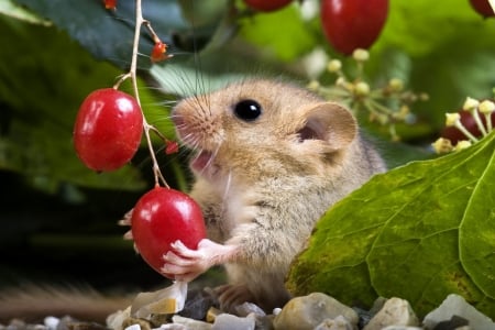 Dormouse - rodent, animal, paw, red, berry, cute, mouse, dormouse