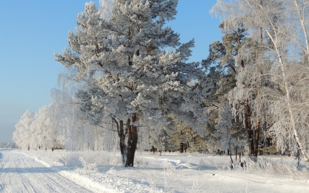 winter forest - winter, tree, forest, snow