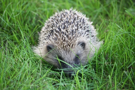 Hedgehog - hedgehog, summer, piquant, garden, outdoor