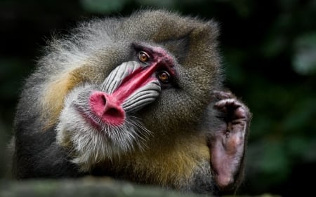 Monkey - face, monkey, animal, pimate, mandrill