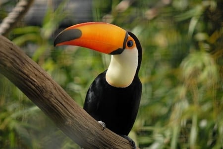 TUCAN BIRD - LIMB, TREE, BIRD, TUCAN