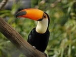 TUCAN BIRD