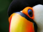 CLOSE UP OF TUCAN