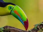 TUCAN BIRD