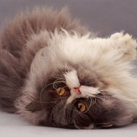 Blue Persian cat