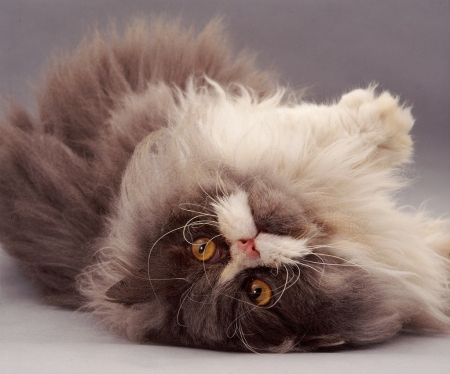 Blue Persian cat - animals, persian, blue, cats