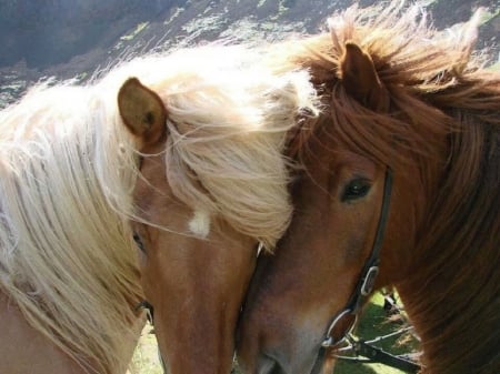 beautiful horse couple - horses, couple, animals, beautiful