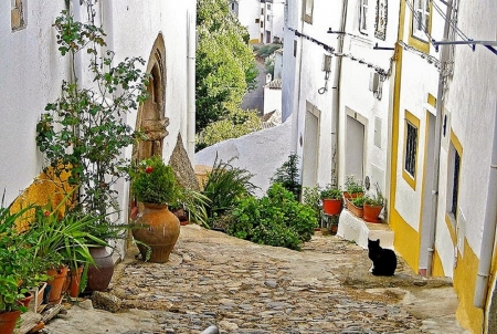 Castelo de Vide - animal, flowers, streets, architeture