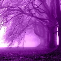 Purple morning in the forest