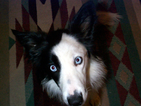 I see you - border collie, dog