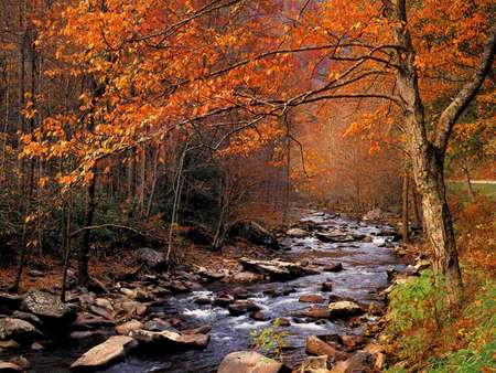 Babbling Brook - autumn, trees creek, woods, stream, orange, red trees, brook, rocks