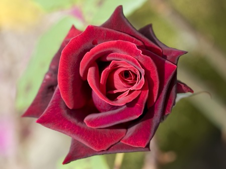 rose - flowers, nature, beautiful, red, rose, love, flower