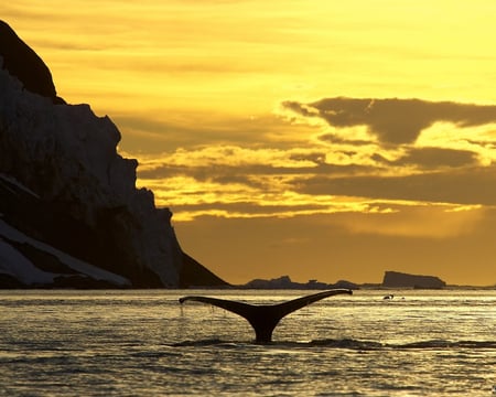 Sunset ballet - ocean, whale, mountians, water, sunset, nature, beautiful, clouds, golden, sea