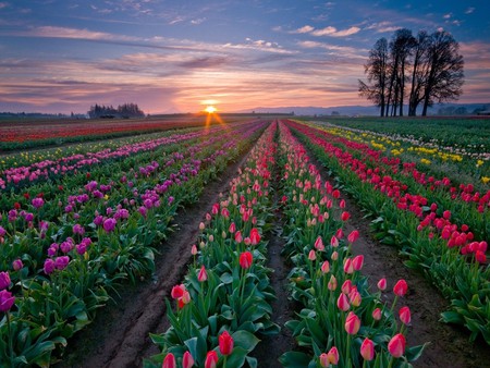 Magic - holland, clouds, beautiful, colors, flowers, tulips, sunset, field, sky